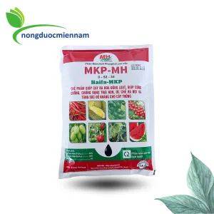 HAIFA MKP-MH (Haifa – Israel) LÂN KALI TINH KHIẾT | KÍCH HOA – ĐẬU TRÁI – NUÔI TRÁI CHẮC HẠT