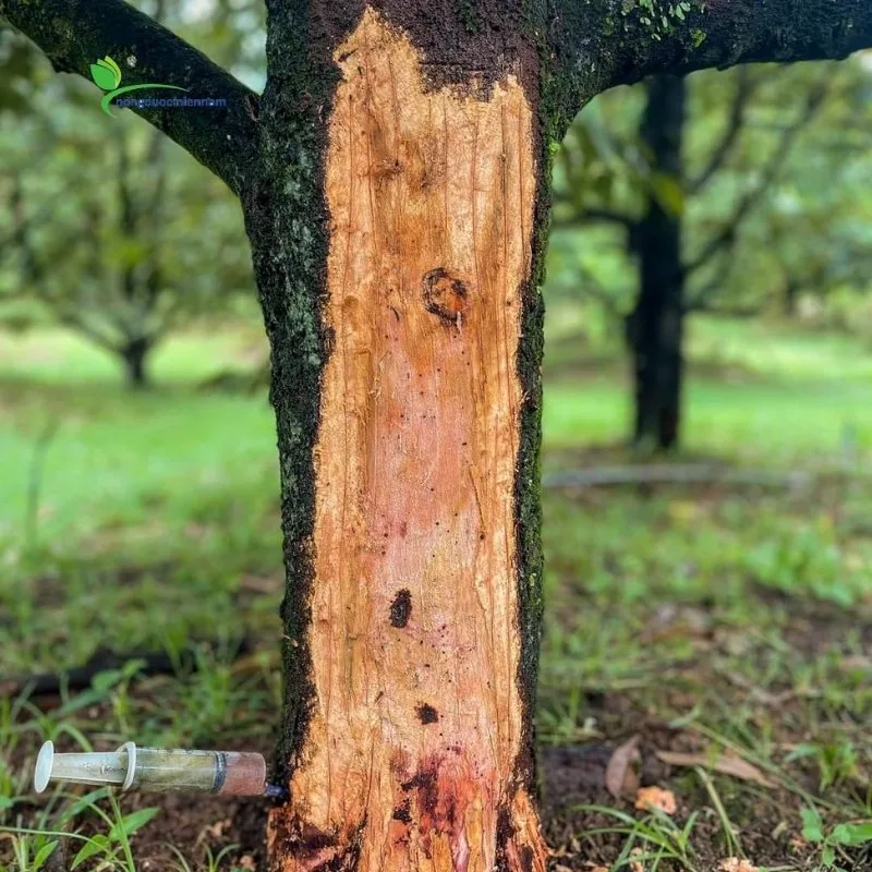 Bệnh nứt thân xì mủ