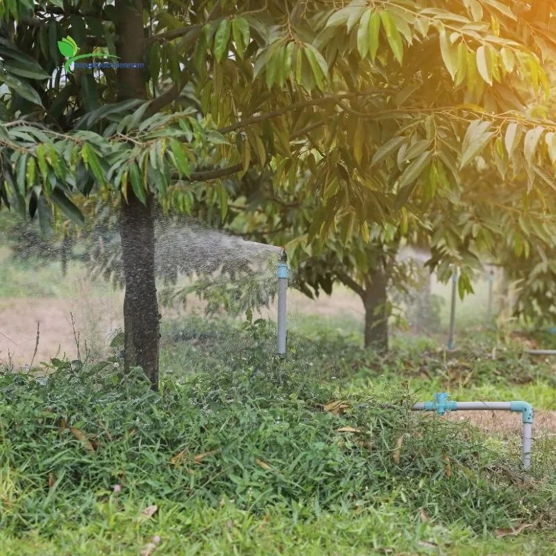 Phục hồi cây sau thu hoạch