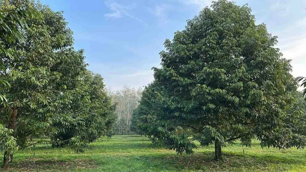 cay-sau-rieng-1024×576