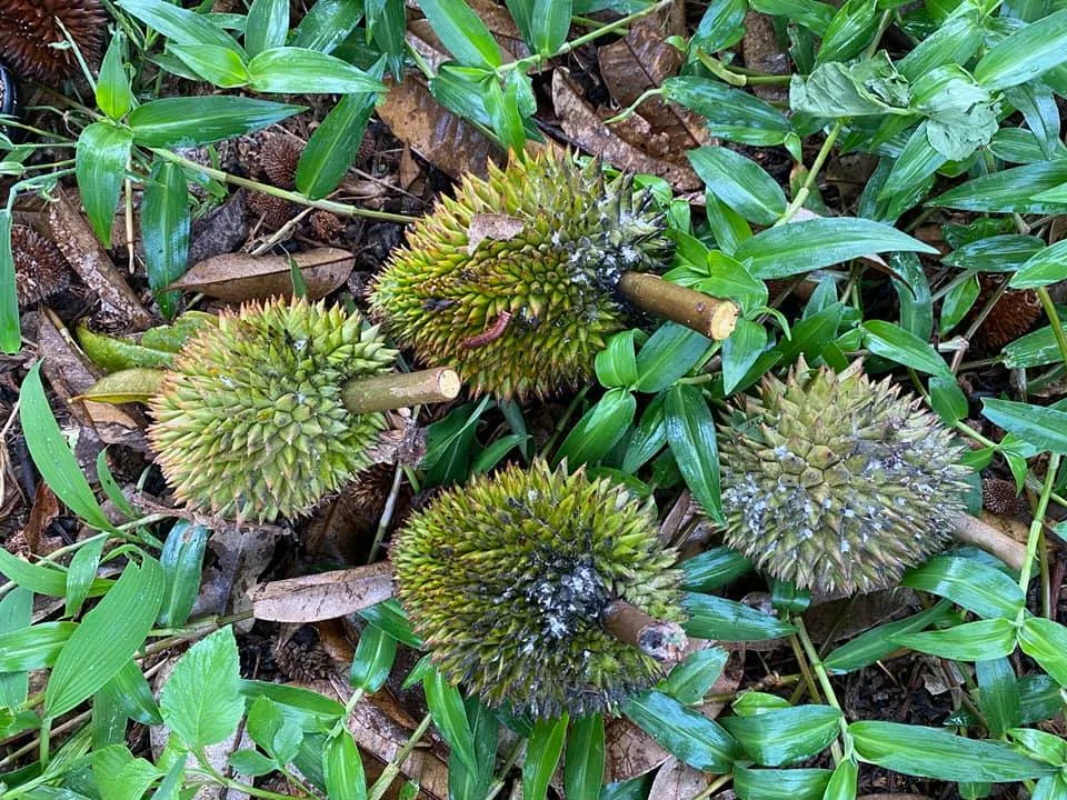 Rệp Sáp Hại Sầu Riêng Và Biện Pháp Phòng Trị