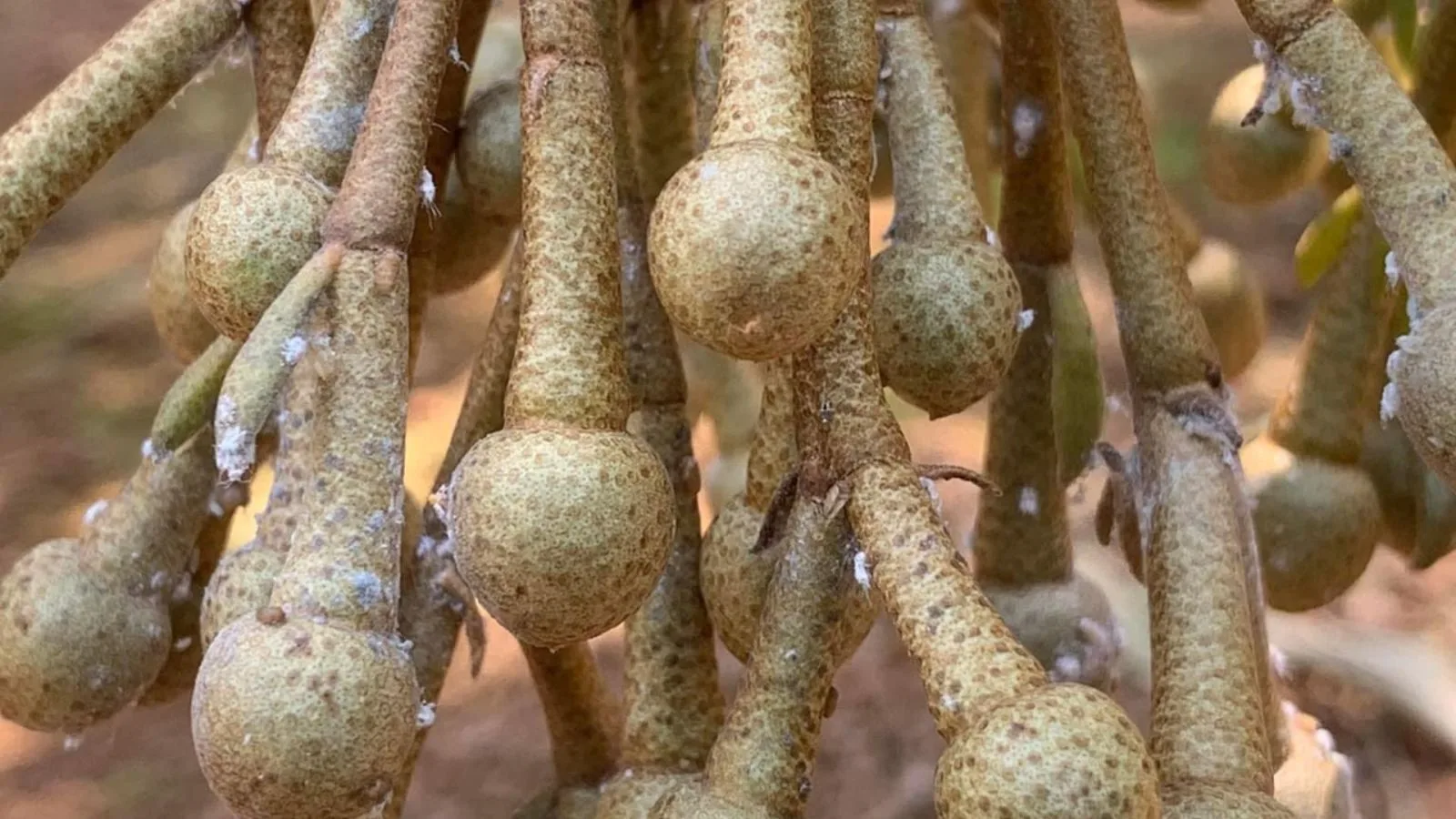 RỆP SÁP TRÊN CÂY SẦU RIÊNG