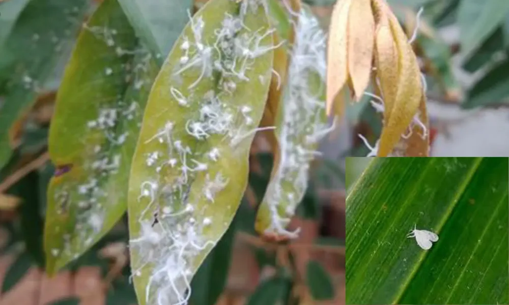 Rầy phấn trắng hại sầu riêng: Dấu hiệu và cách phòng trị hiệu quả