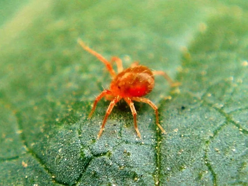 CÁCH NHẬN BIẾT VÀ PHÒNG TRỪ NHỆN ĐỎ HIỆU QUẢ HIỆN NAY