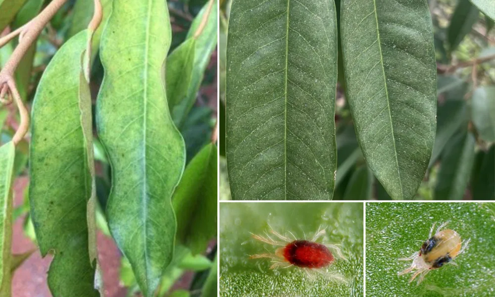 QUẢN LÝ NHỆN ĐỎ HẠI SẦU RIÊNG: Đặc điểm, dấu hiệu, cách phòng trừ nhện