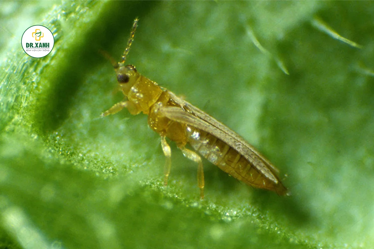 BỌ TRĨ HẠI SẦU RIÊNG - BIỆN PHÁP PHÒNG TRỪ | Dr. Xanh | Chăm cây khỏe - Giữ  đất lành!