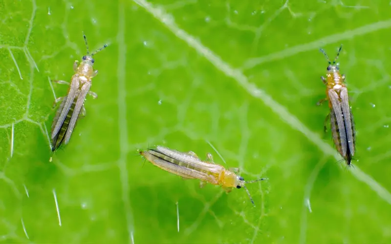 Bọ trĩ hại sầu riêng: Tác hại và biện pháp phòng trừ bọ trĩ hại sầu riêng