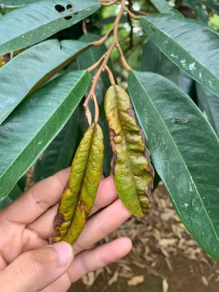 Bọ Trĩ Trên Sầu Riêng - Tác Hại Và Giải Pháp Phòng Trừ