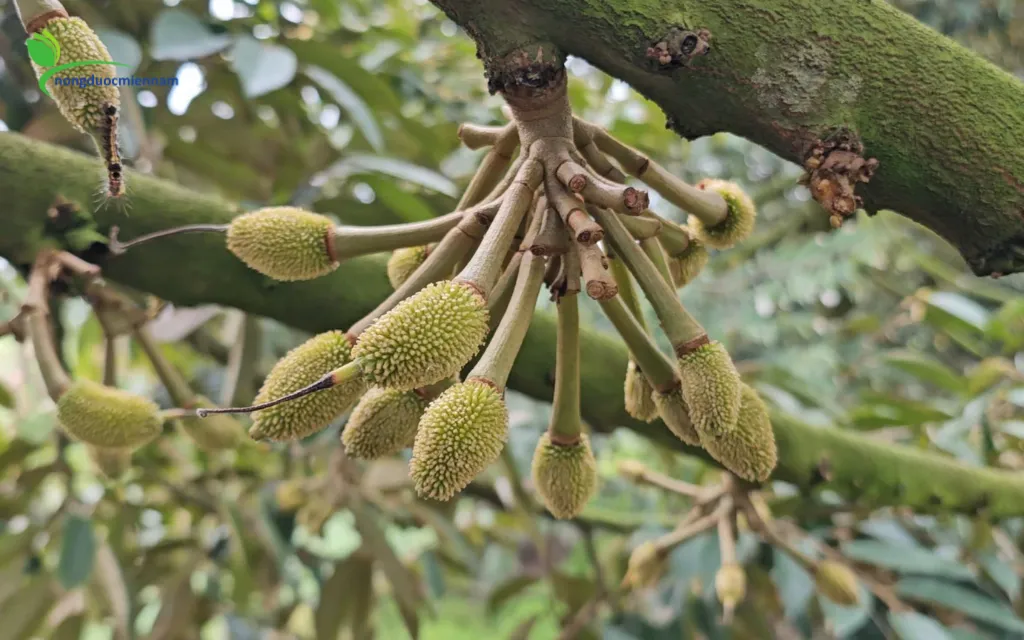 Bổ sung dinh dưỡng đa vi lượng đúng lúc
