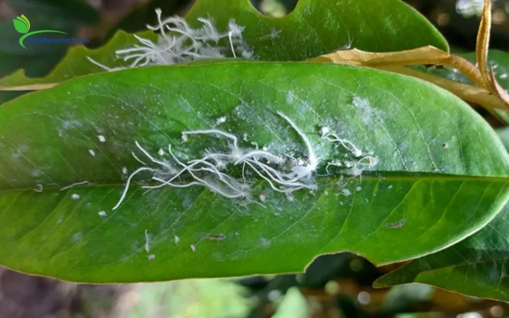Các biện pháp phòng ngừa rầy tự nhiên