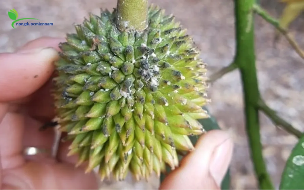 Các biện pháp phòng ngừa rệp sáp tự nhiên