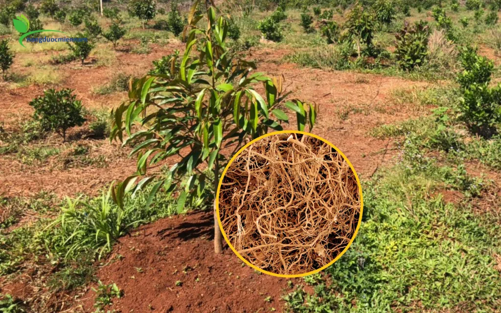 Các dòng phân bón kích rễ sầu riêng cực mạnh, phục hồi rễ tơ
