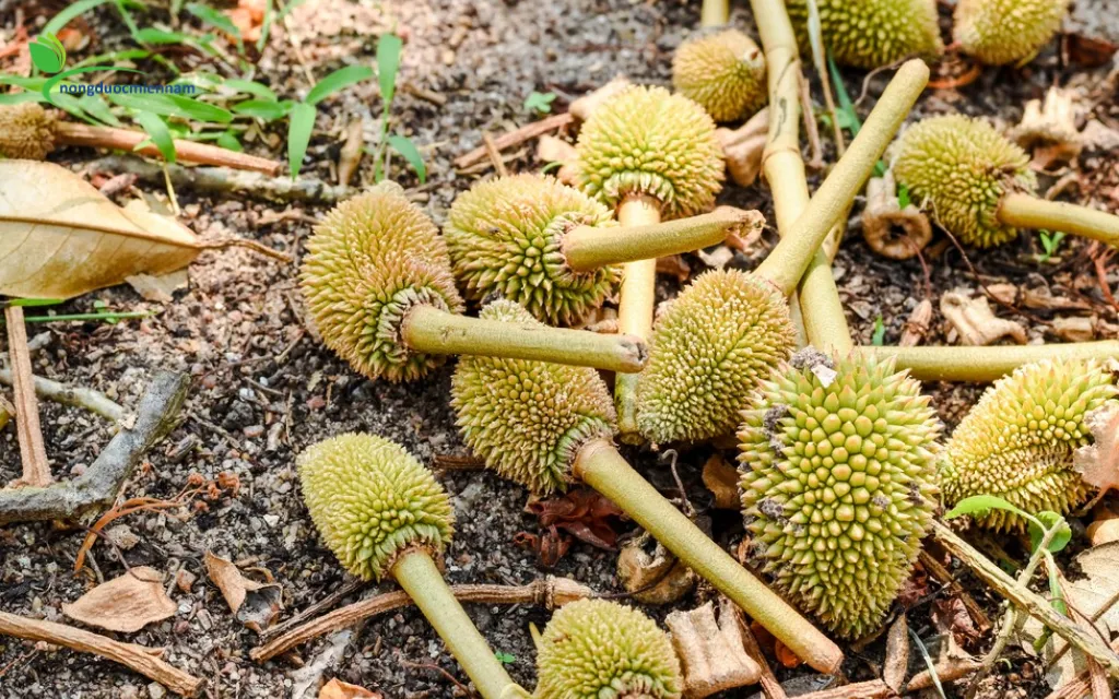 Cách bón phân hợp lý để nuôi trái non