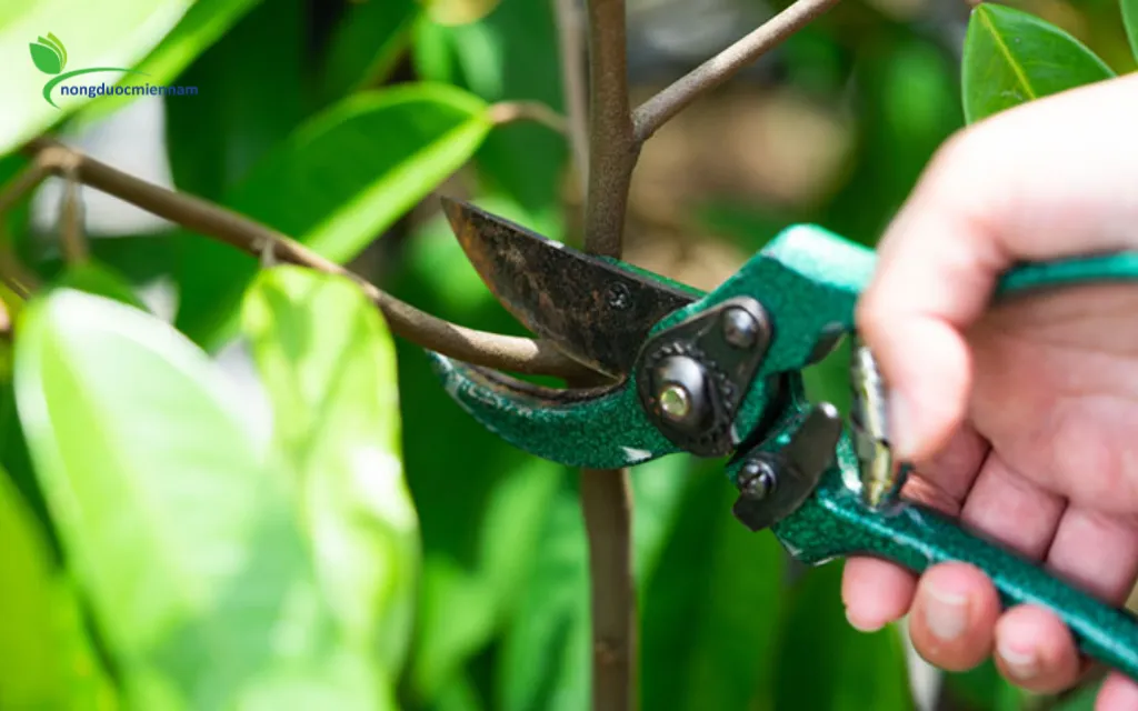 Cách nhận biết và loại bỏ cành vô hiệu