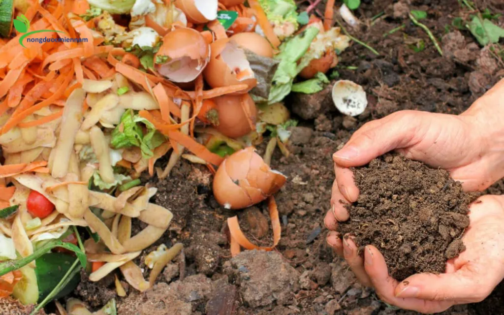 Cách ủ phân hữu cơ tại nhà bằng nấm Trichoderma khử sạch mầm bệnh
