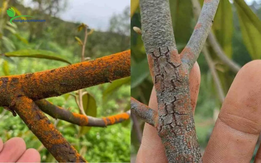 Cách xử lý nấm hồng trên sầu riêng trong mùa mưa để cứu cây