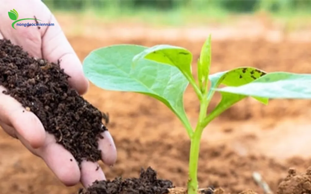 Dấu hiệu nhận biết mẻ phân ủ đã thành công