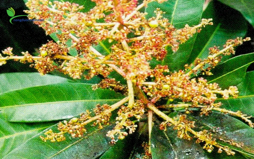 Điều Kiện Cây Xoài Đạt Tiêu Chuẩn Xử Lý