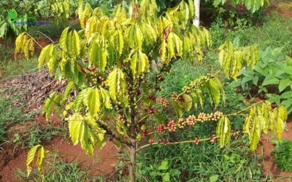 Kỹ Thuật Cải Tạo Môi Trường Đất