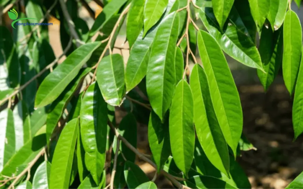 Kỹ thuật chặn đọt sầu riêng đúng thời điểm giúp đậu trái tối đa