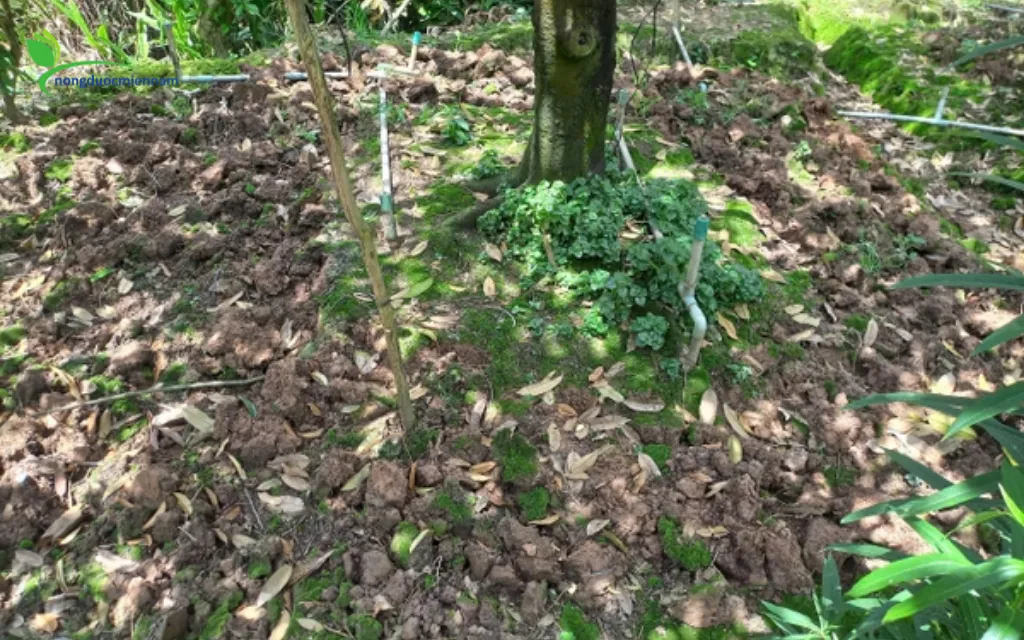 Kỹ thuật tưới nước và giữ ẩm cho mặt đất