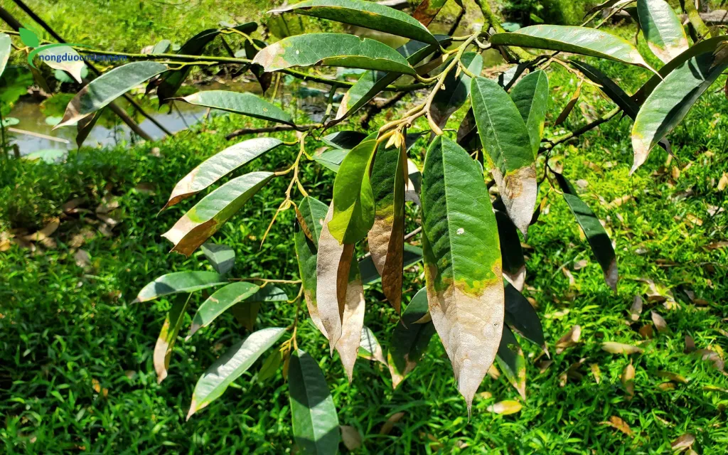 Nguyên nhân và phác đồ phun thuốc trị bệnh cháy lá sầu riêng