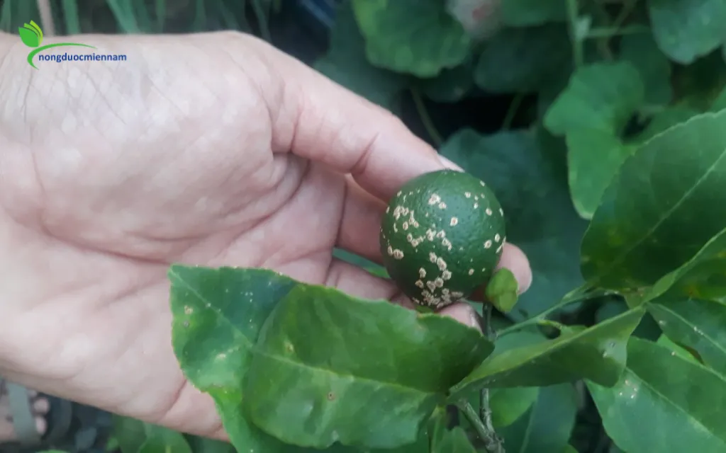 Phương Pháp Cắt Tỉa Cành Tạo Tán Thông Thoáng