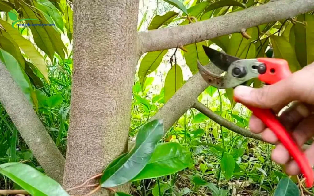 Quy trình phục hồi sầu riêng sau thu hoạch Giúp cây sung, bung đọt