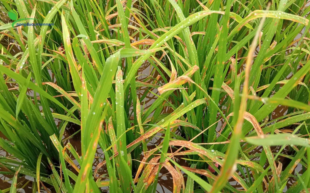 biện pháp canh tác phòng ngừa từ gốc