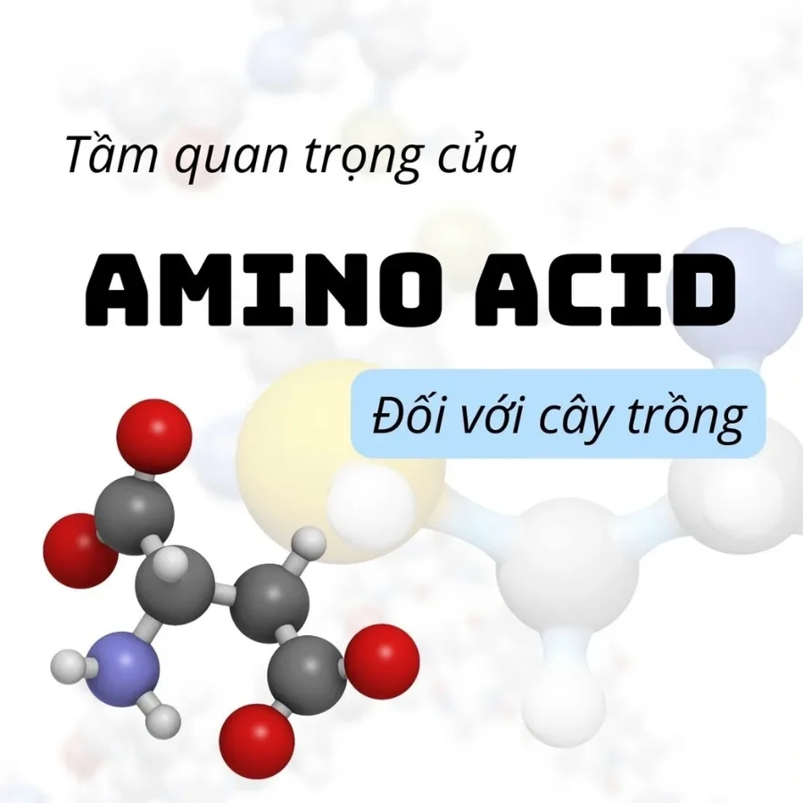 Cách tác dụng Amino Acid (Axit Amin) giúp cây ăn trái bung đọt, mập chồi