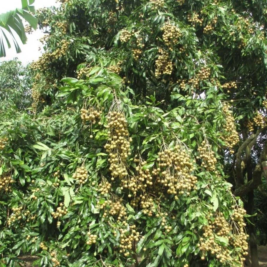 làm bông nhãn idor