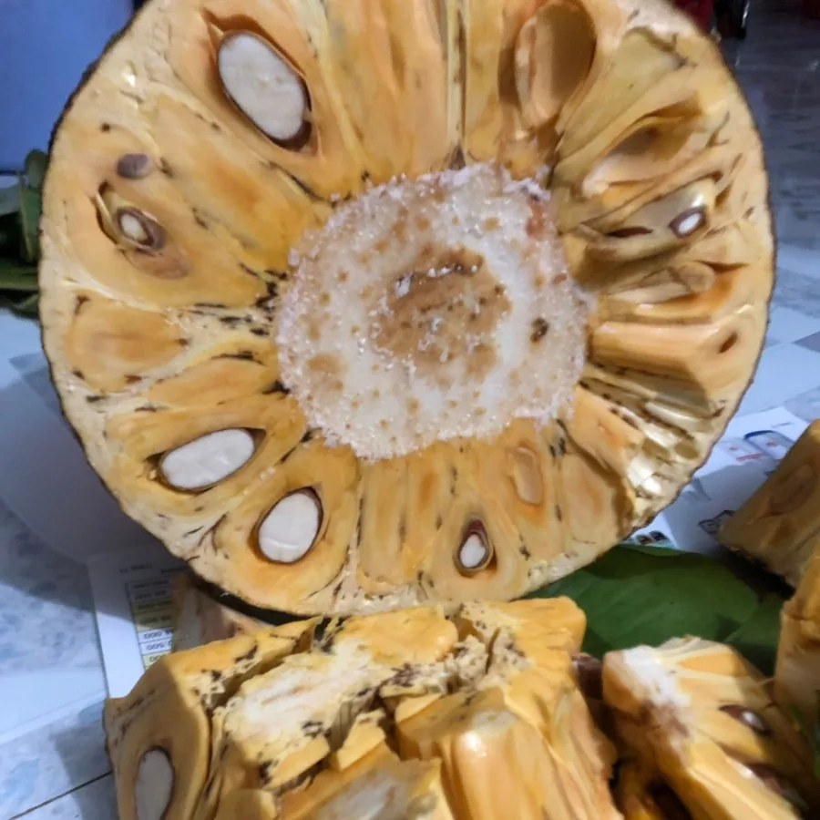 mít thái bị xơ đen